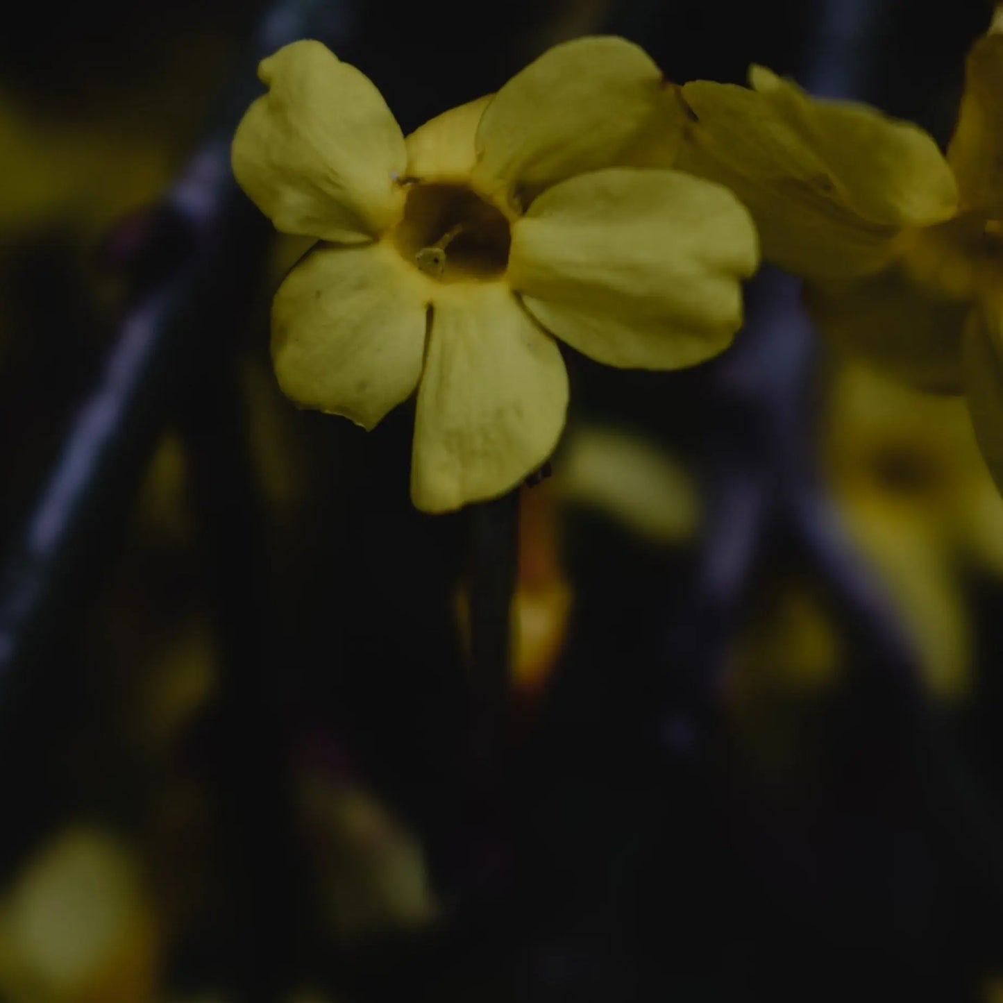a close up of a flower in a vase